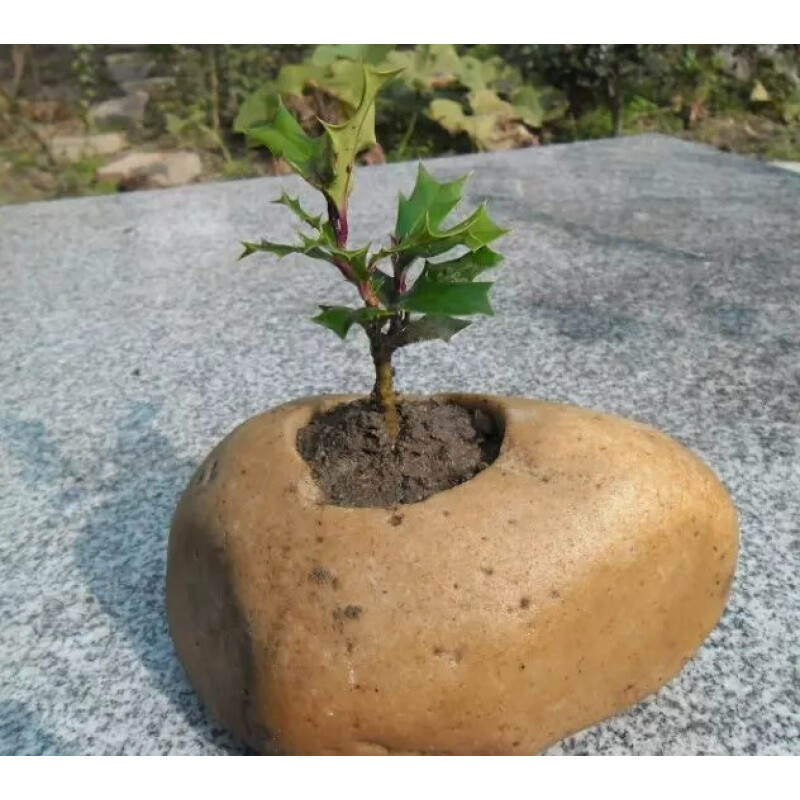 鑫干和(xinganhe) 枸骨有刺构骨元宝刺老虎刺猫儿刺八角刺八角刺树苗枸骨苗阳台盆栽 小苗一棵15公分左右高度